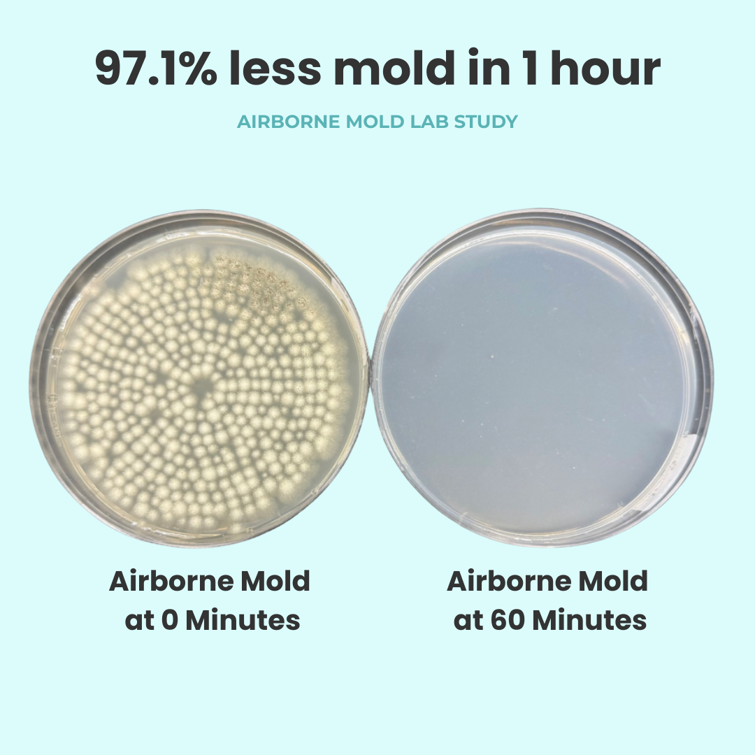 graphic of 2 petri dishes: one with mold and one empty