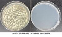 99.7% of Mold Gone in 90 Minutes With Jaspr