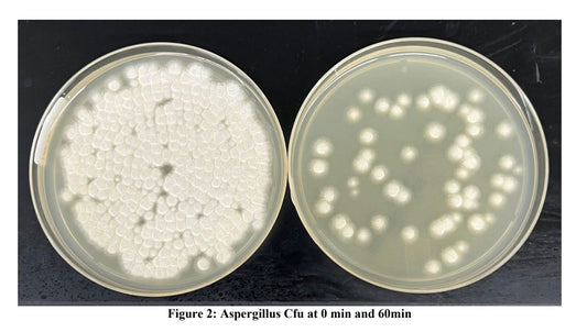 Jaspr vs Mold